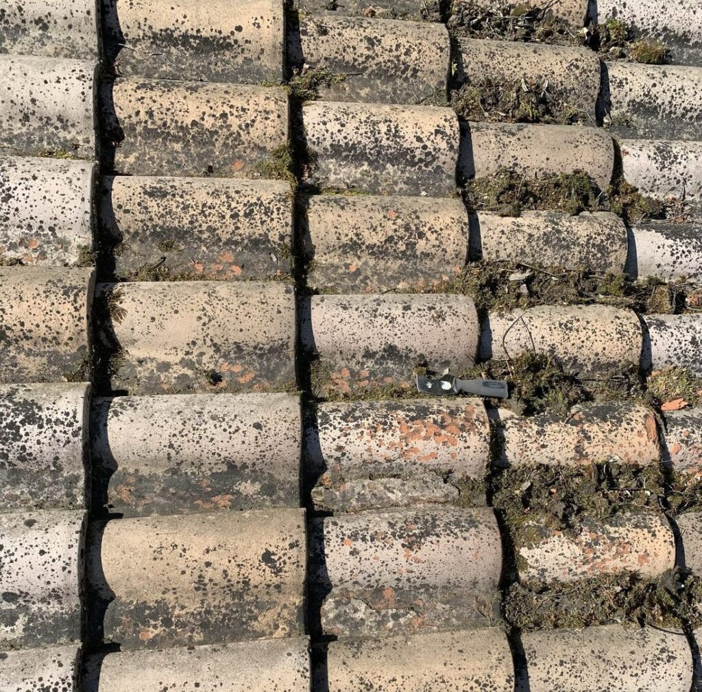 Mousses, lichens et végétaux installés dans les recouvrements des tuiles d'une toiture